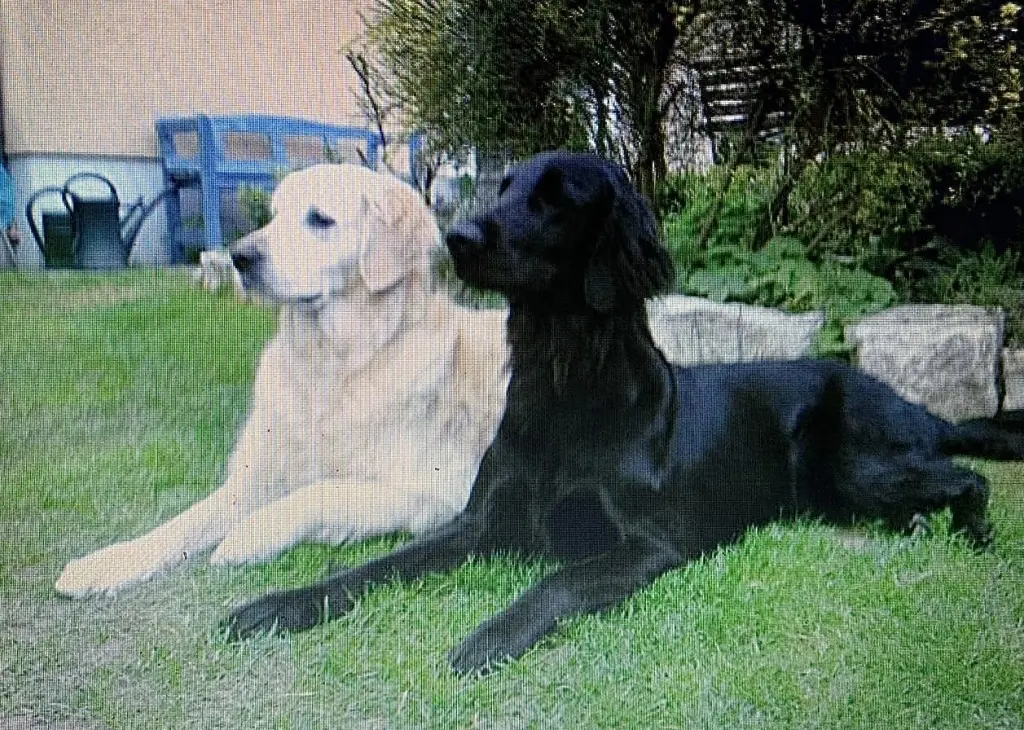 Condolence image of Vanessa mit Akira&Bacey im ❤️-en