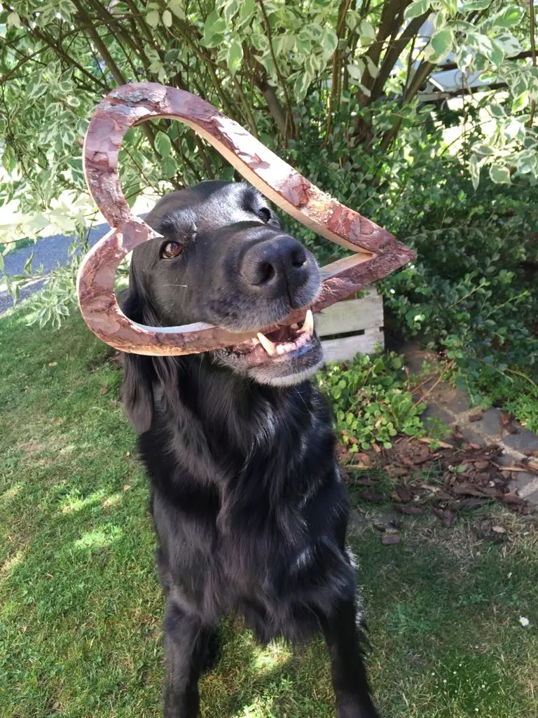Image from Bacey