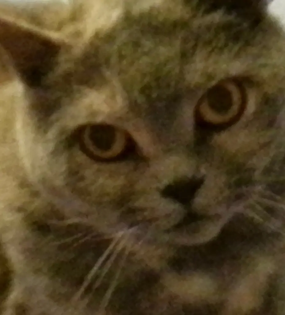 Image from Missy