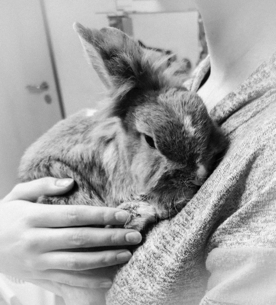 Bild von Coco