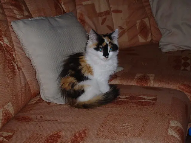 Image from Cherie