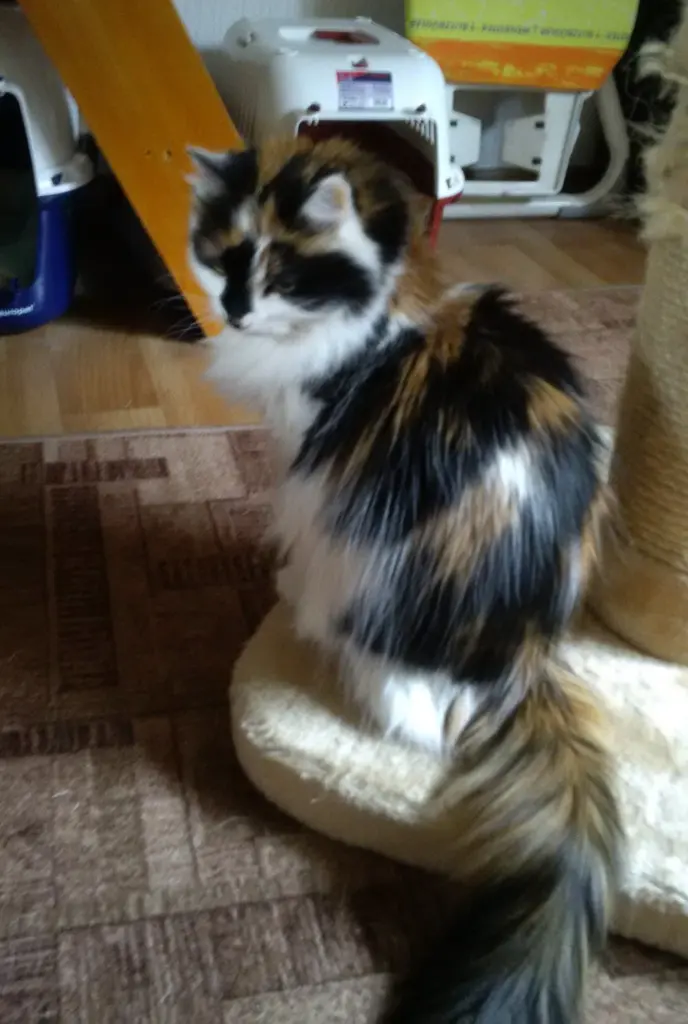 Image from Cherie