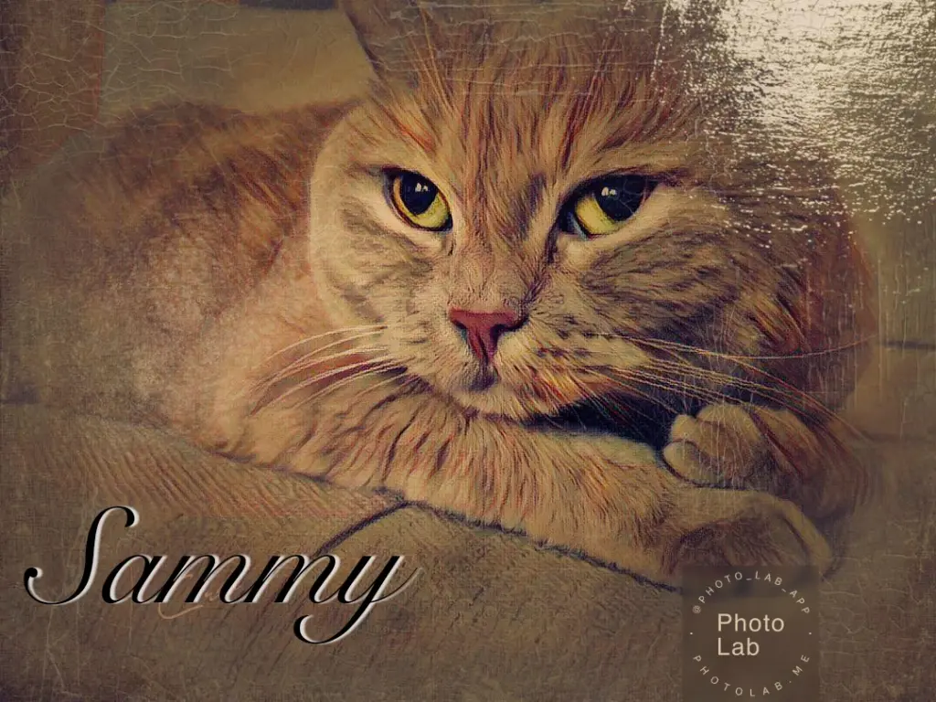 Image from Sammy