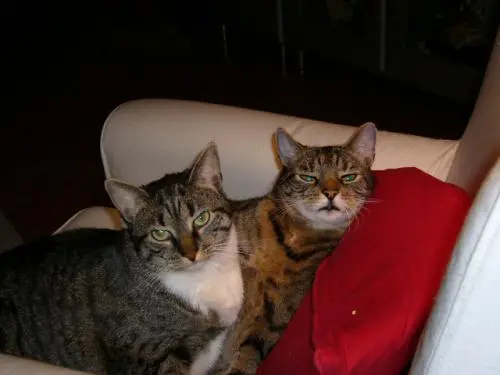 Bild von Tiger