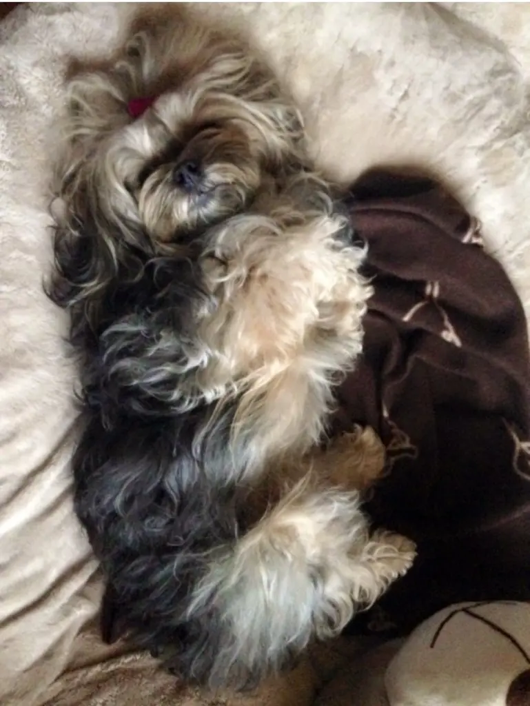 Image from Coco 