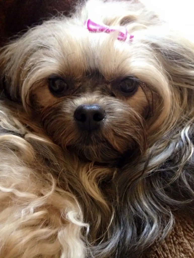 Image from Coco 