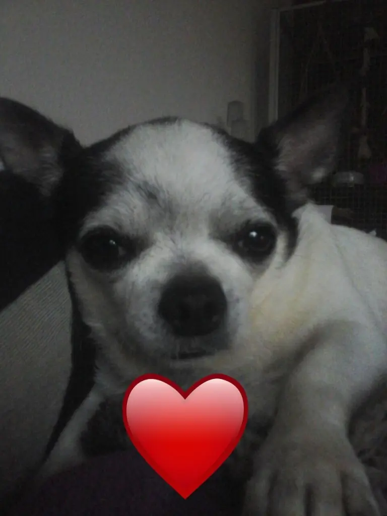 Image from Minou