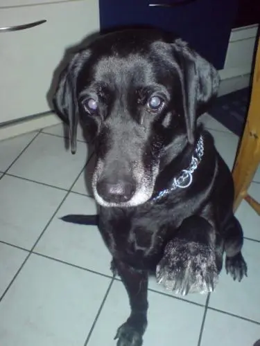 Bild von Laika