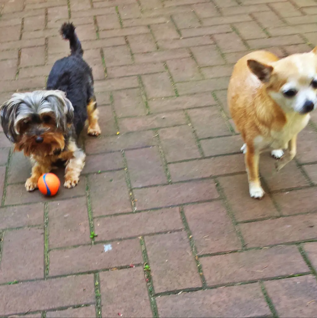 Image from Millie