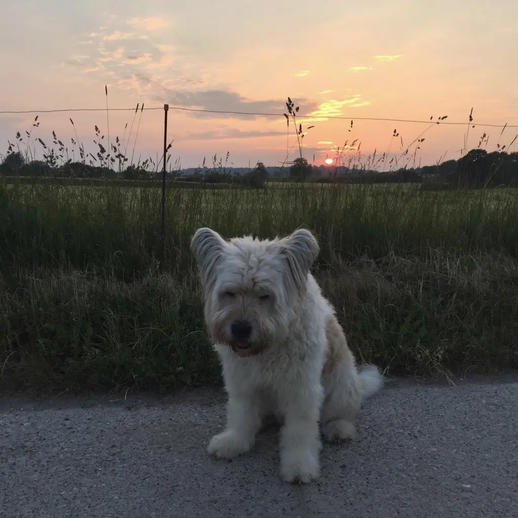Image from Teddy