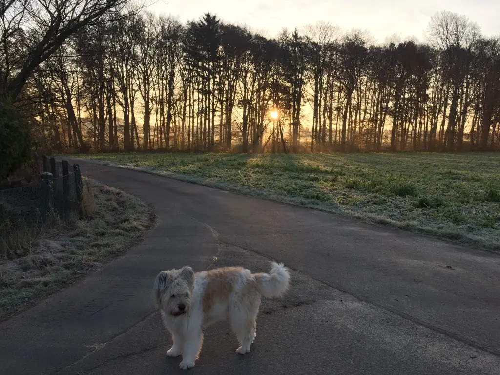Image from Teddy