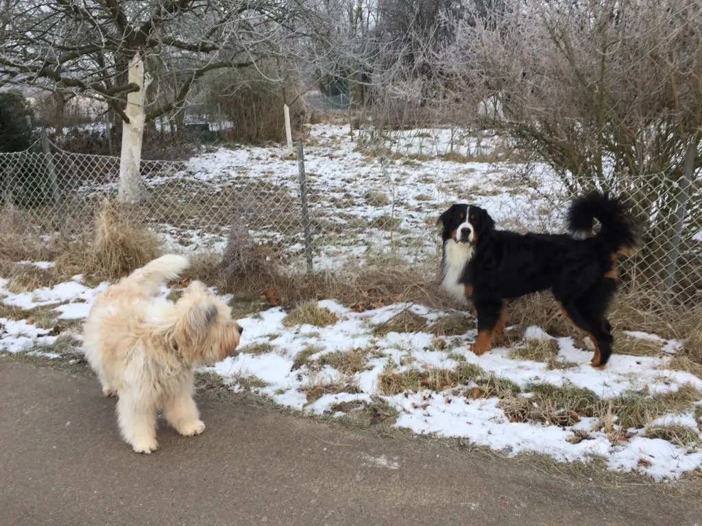 Image from Teddy