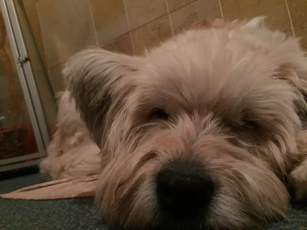 Image from Teddy
