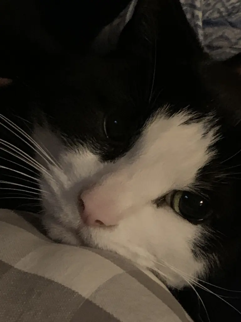 Image from Norbert