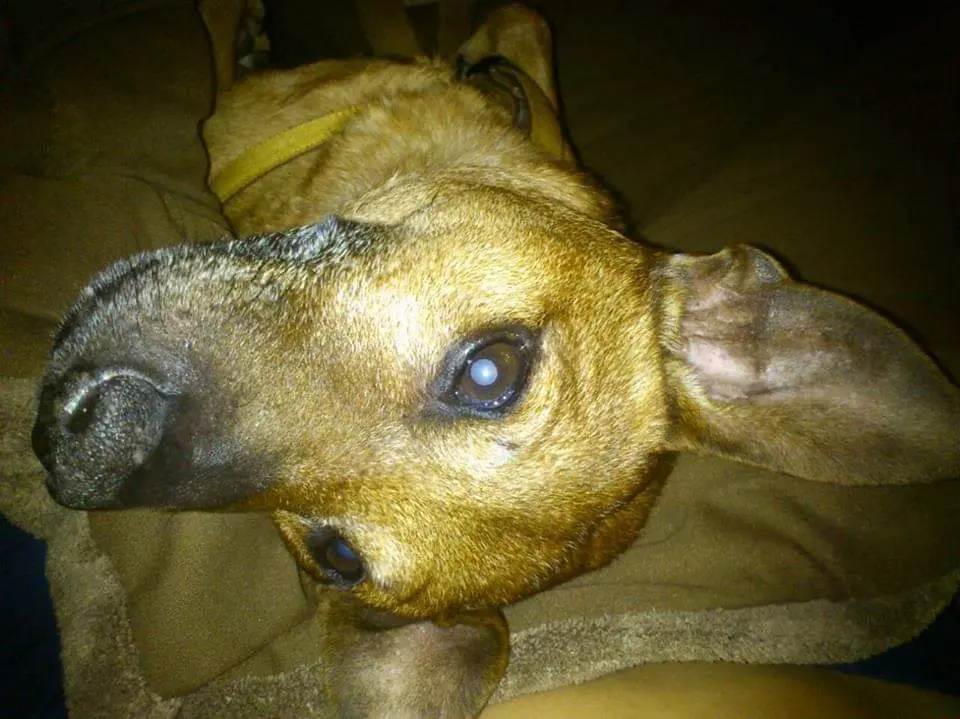 Image from Bobby