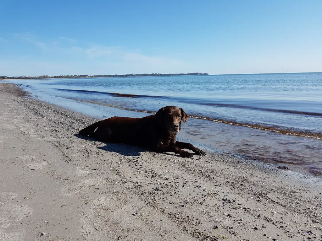 Andachtsbild von Unbekannt