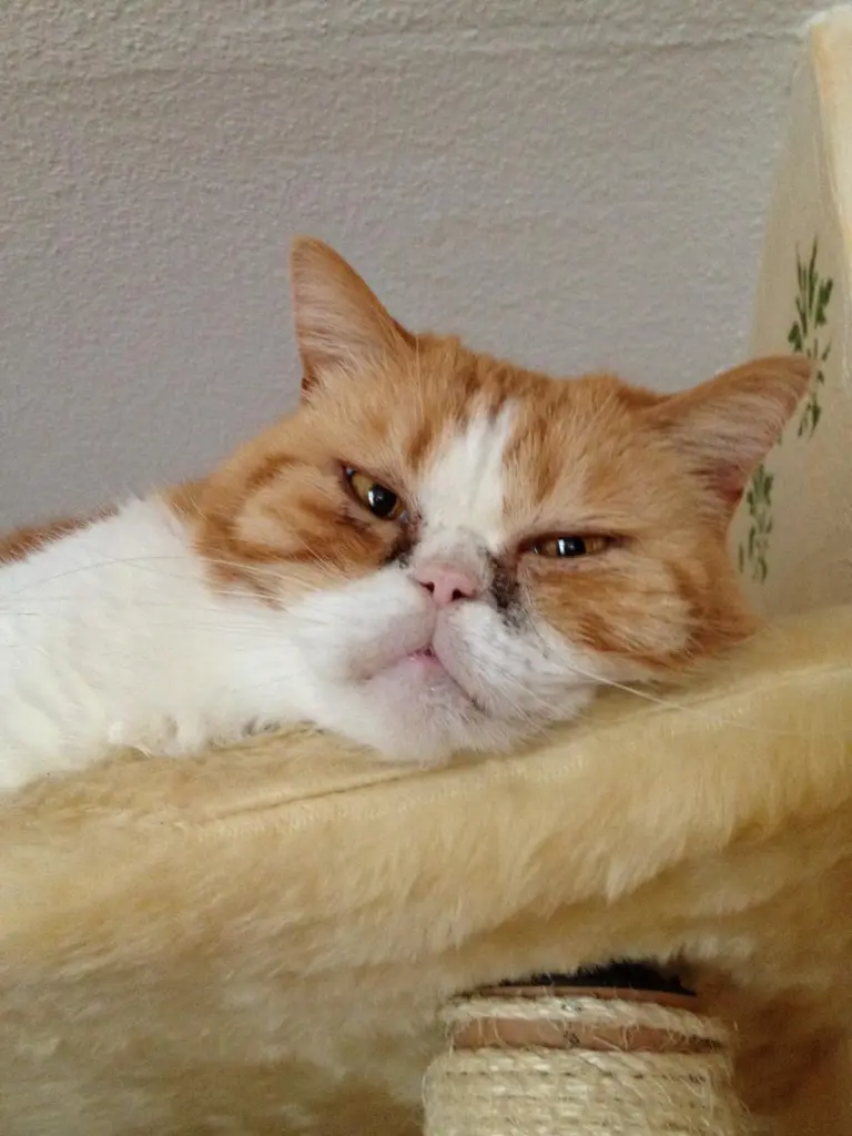 Andachtsbild von Petra mit Bonnie im Herzen