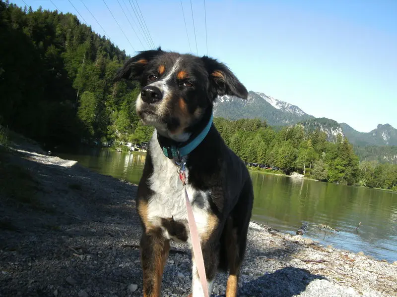 Image from Nala