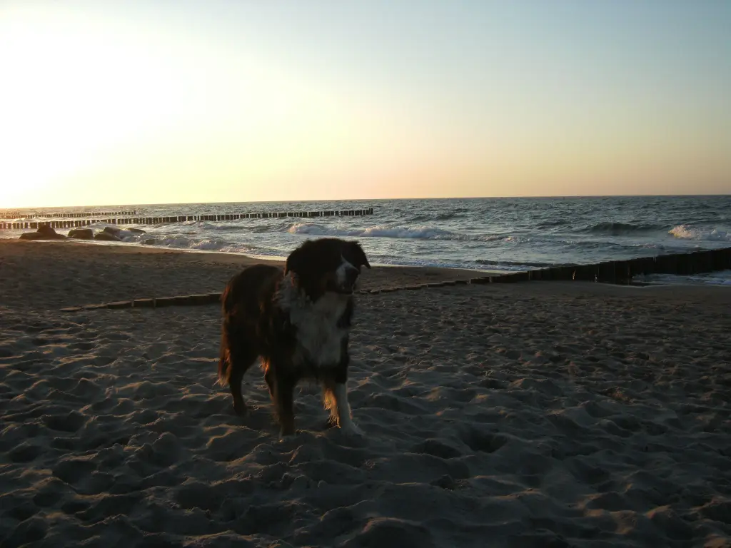 Image from Nala