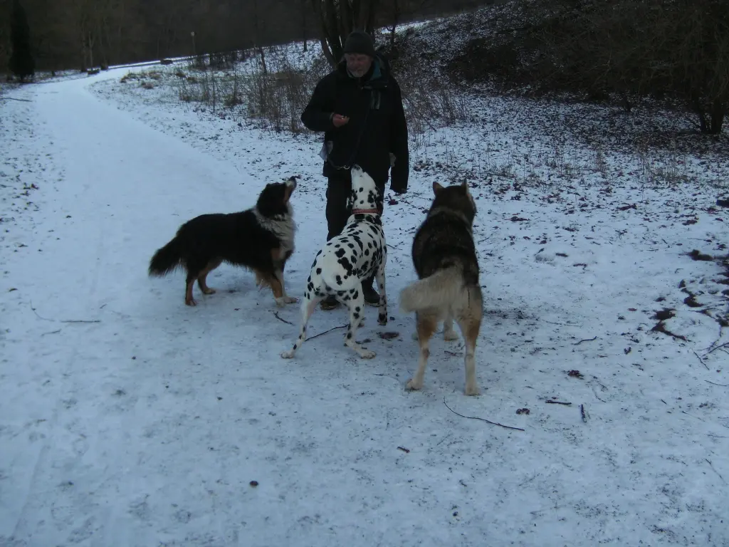 Image from Nala