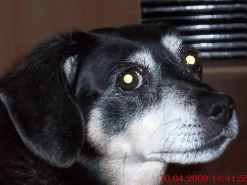 Bild von Dipsi