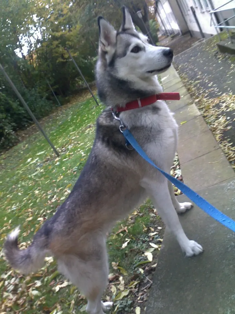 Image from Aika