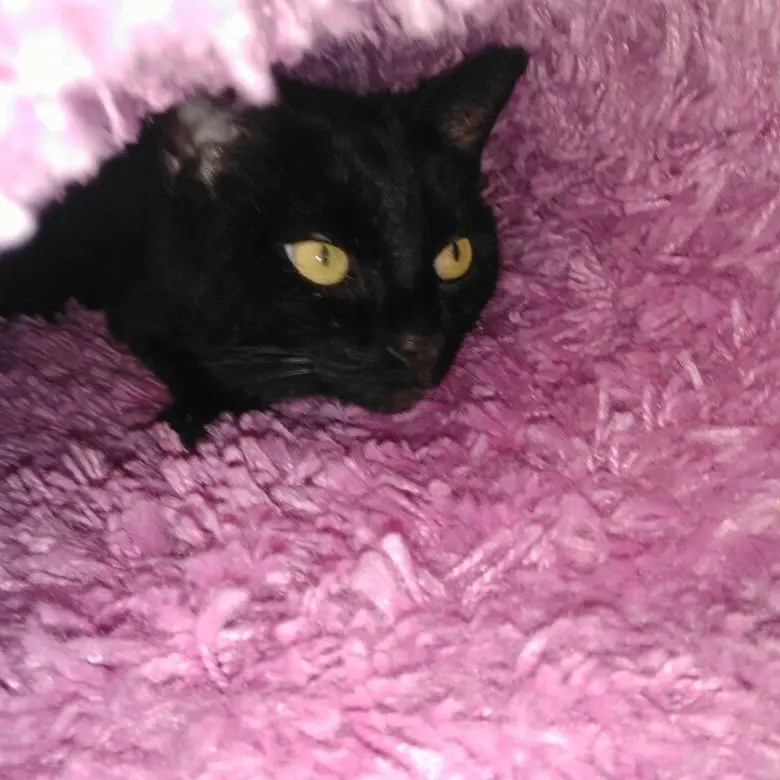 Image from Luna
