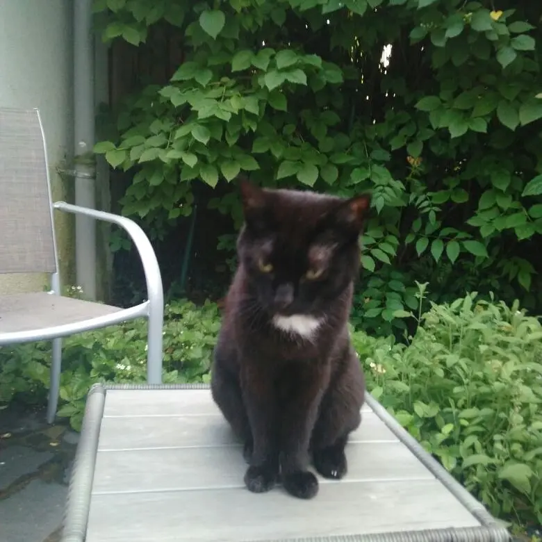 Image from Luna