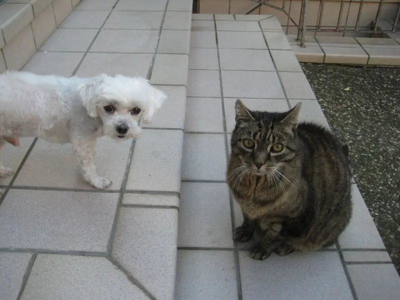 Image from Teddy