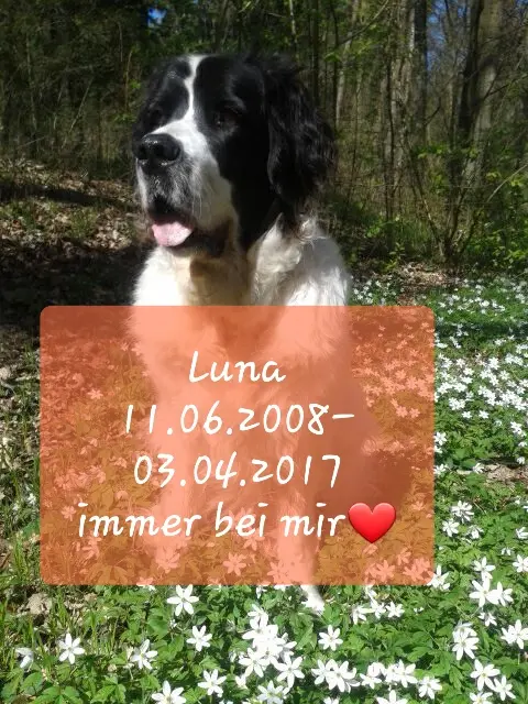 Image from Luna