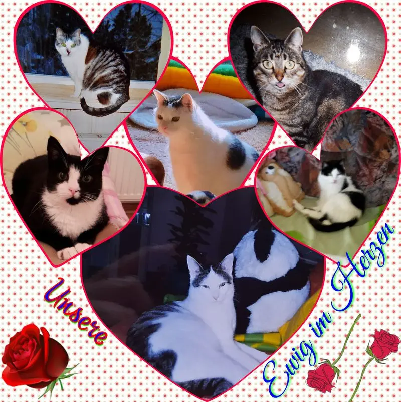 Condolence image of ❤Eike und Edeltraud mit Mulle, Miezi, Jonny,Felix, Lemmi und Tommi tief im Herzen ❤