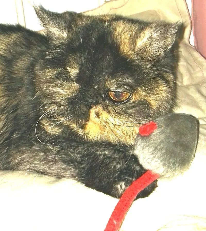 Condolence image of Sabine deine Menschenmama❤️
