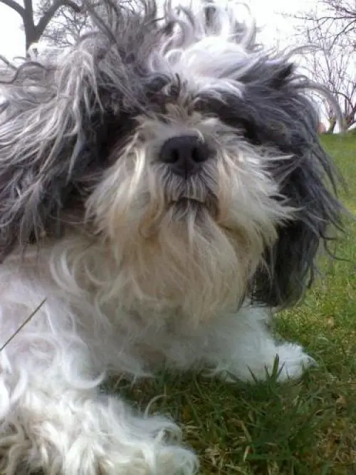 Bild von Laika
