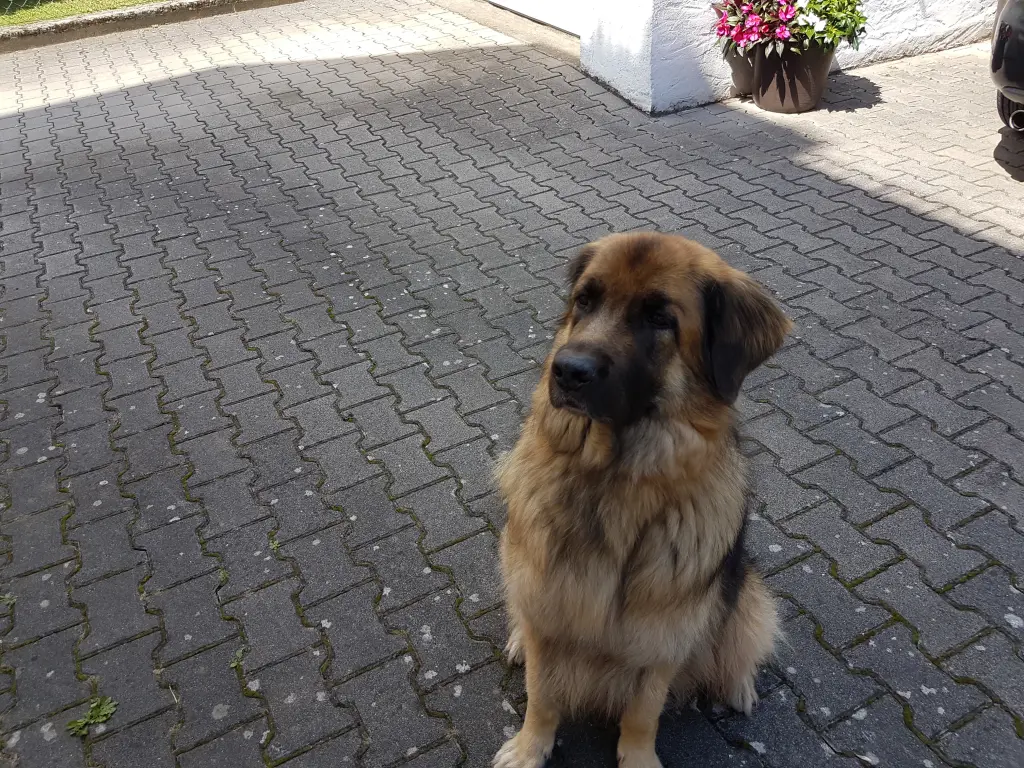 Condolence image of Angelika