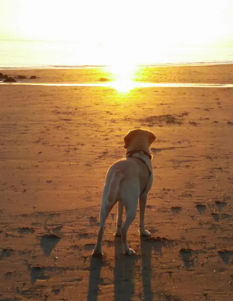 Condolence image of Andrea 