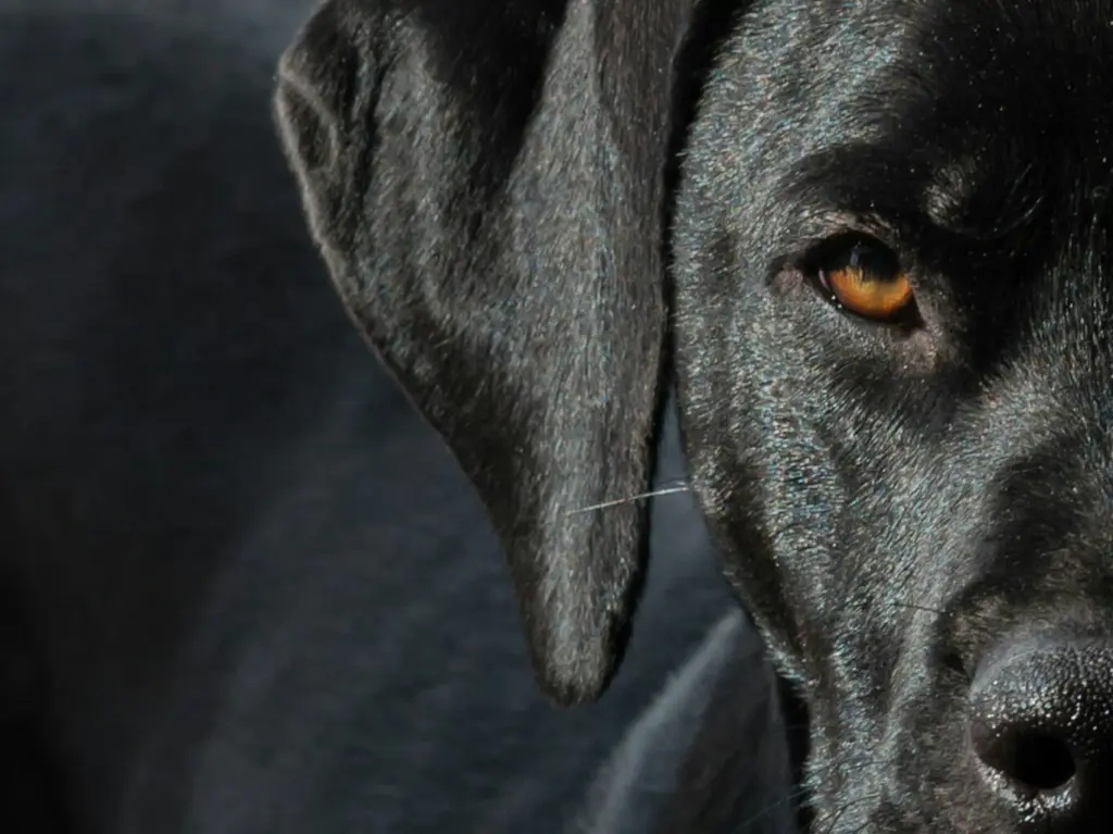 Condolence image of Annie