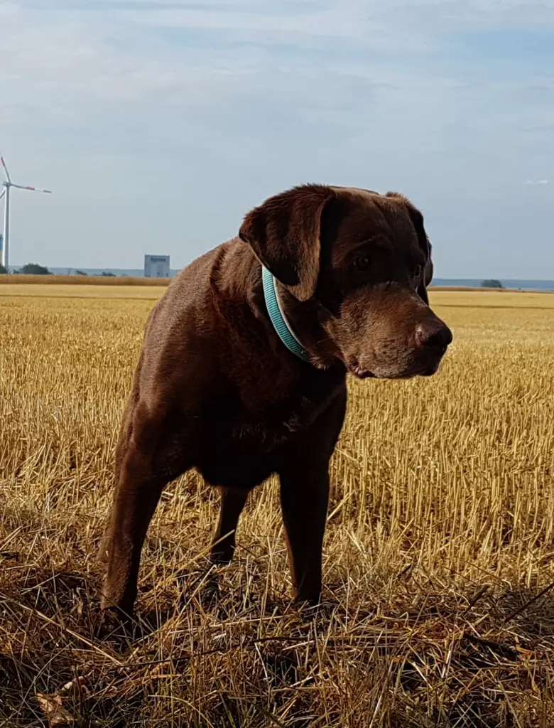 Condolence image of Silvana mit Bono im Herzen 