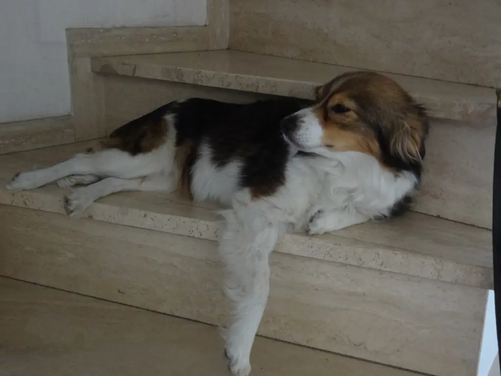 Condolence image of Lisa