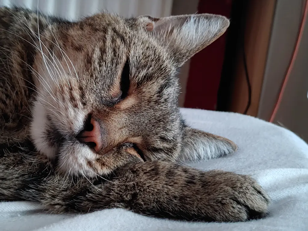 Image from Tigger