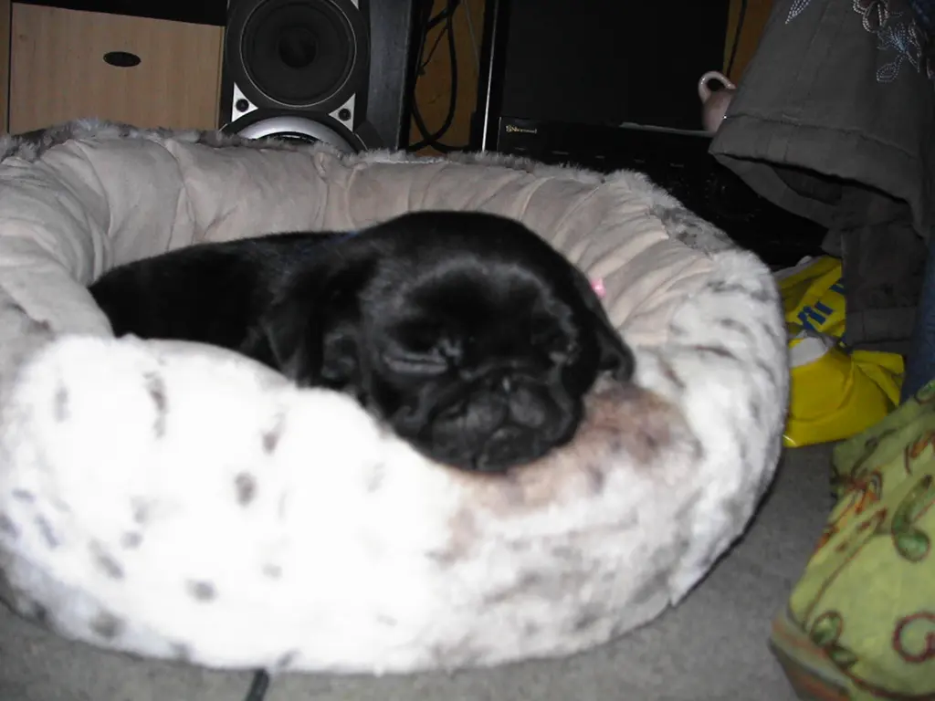 Image from Ruffy