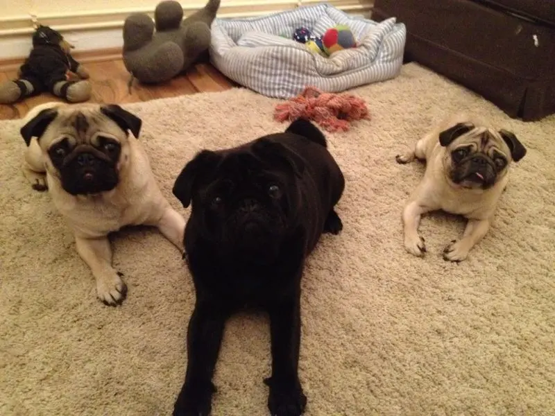 Image from Ruffy