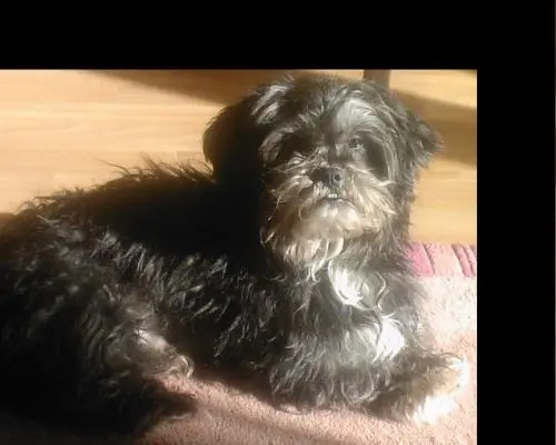 Bild von Blacky