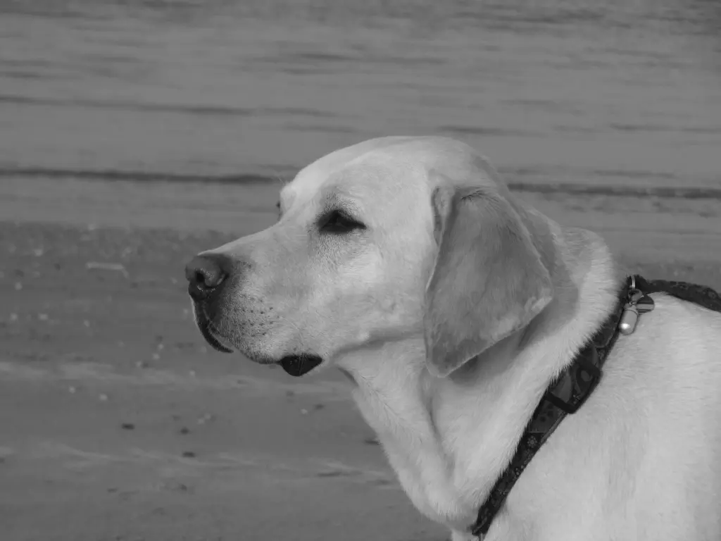 Condolence image of Andrea