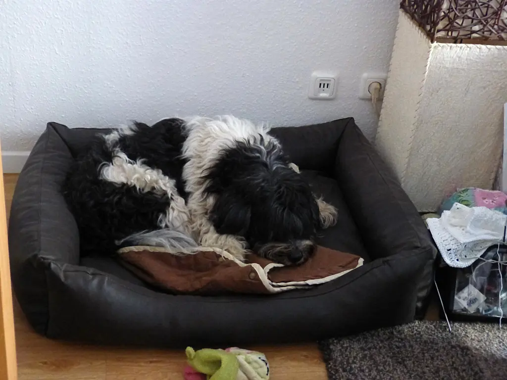 Image from Caatie