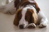 Condolence image of Britta 