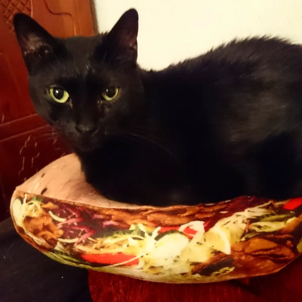 Bild von Lucy