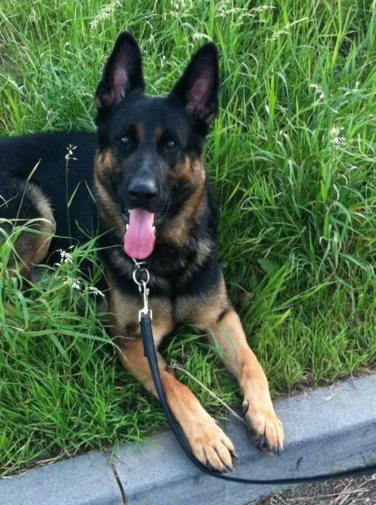 Condolence image of Mareike mit Neo tief im Herzen