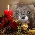 Condolence image of Marika mit Balou und Hippo im Herzen