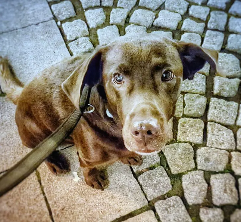 Condolence image of Frauchen