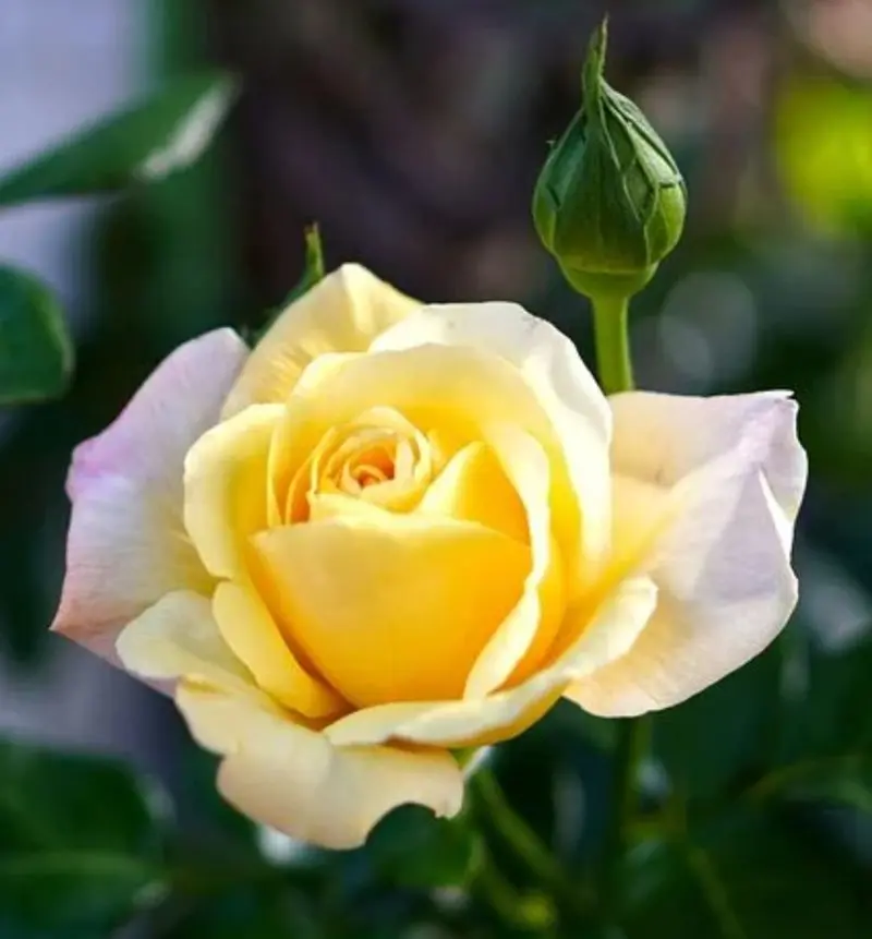 Condolence image of ❤